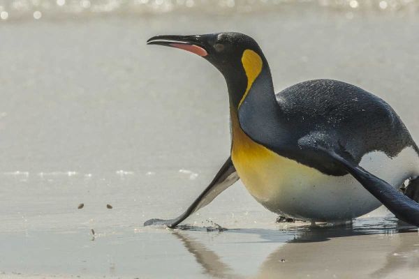 East Falkland King penguin on beach